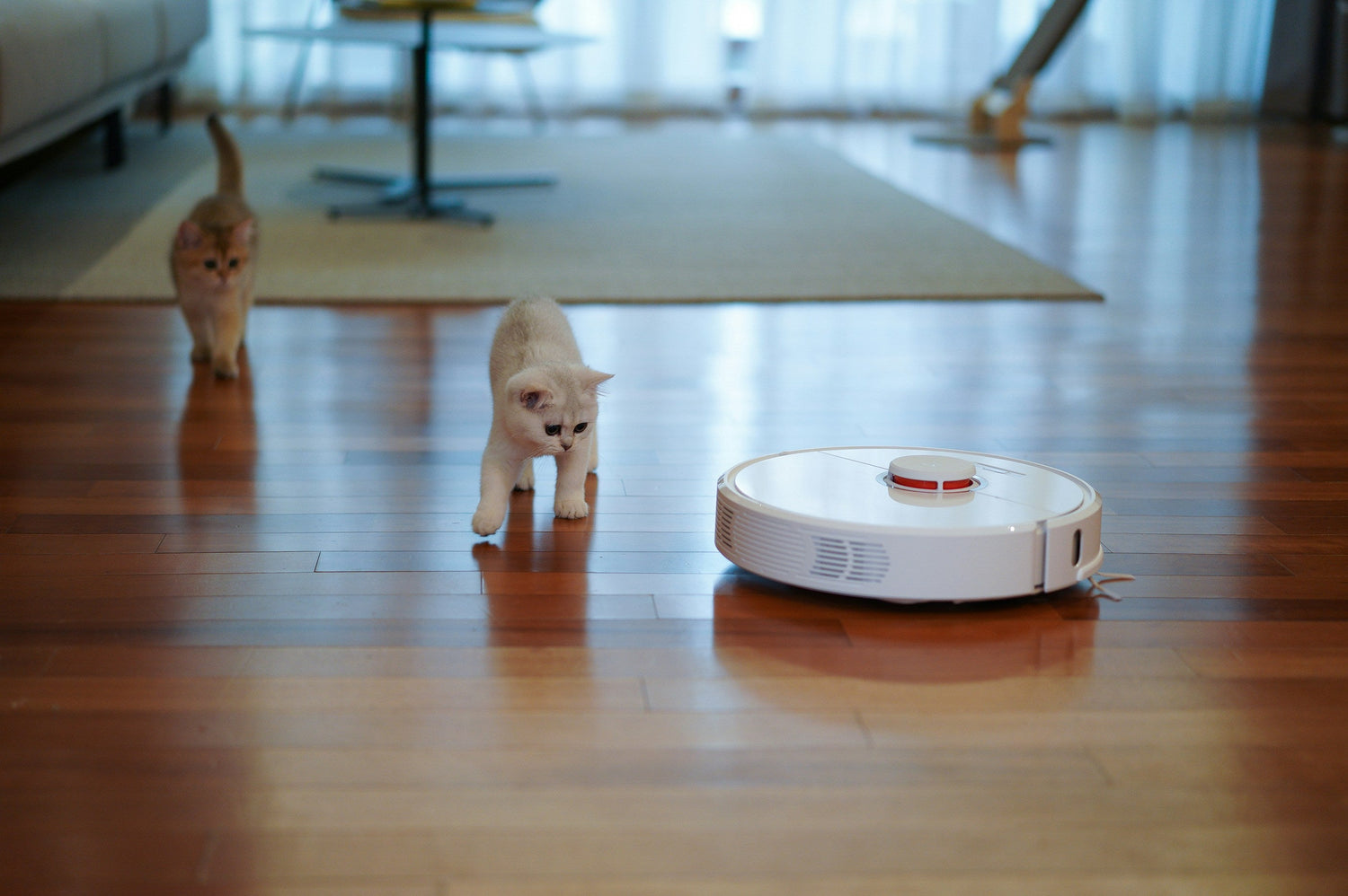 Keeping It Clean When You’ve Got Four-Legged Roommates